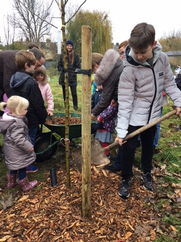 Children help to plant a Whitebeam 